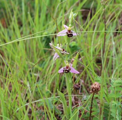 Ophrys apifera (Burstette, 5. Juni 2021)