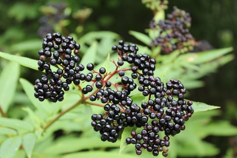 ATTICH / ZWERG-HOLUNDER