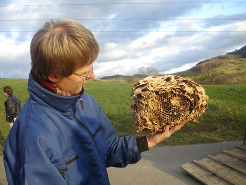 Wespennest aus einem Nistkasten