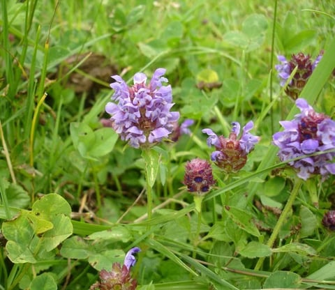 Prunélla vulgaris