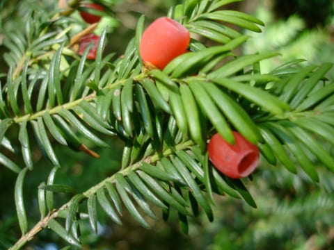 EIBE: Achtung! Die schleimigen Scheinfrüchte sind süss und fein, doch die Samen sind giftig!! Unbedingt ausspucken!!!