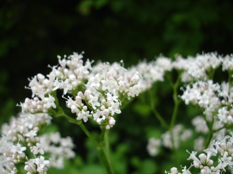 Valeriàna officinàlis               (am Holdergrabe, Juni 2009))