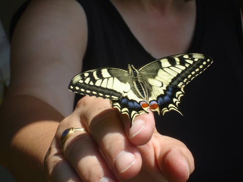 Papilio machaon L. (Wölflinswil, 16. Juli 09)