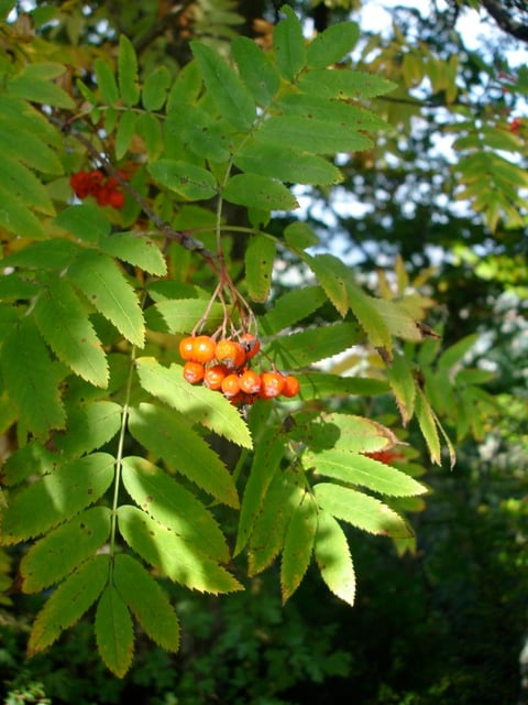VOGELBEERE / EBERESCHE