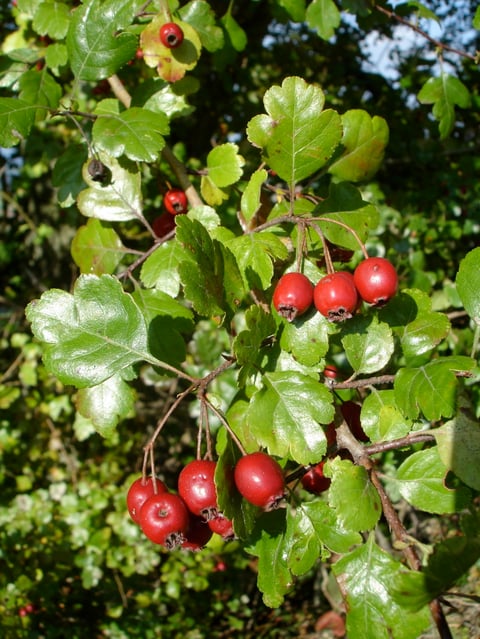 WEISSDORN (hier der zweigrifflige)