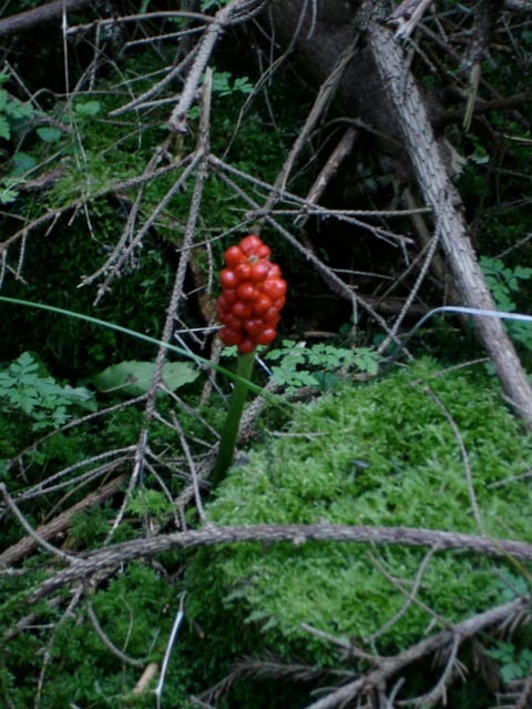 ARONSTAB: Achtung giftig!