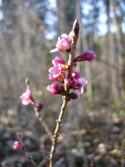 Daphne mezereum
