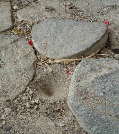 Die Larve sitzt unten im Sandtrichter und lauert darauf, bis sie mit ihrer Zange eine Ameise packen kann.