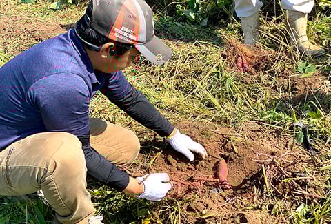 2023年に行われた 芋ほり体験の様子