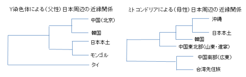 DNAから見た日本周辺の近縁関係