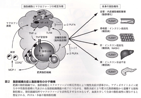 脂肪組織の炎症