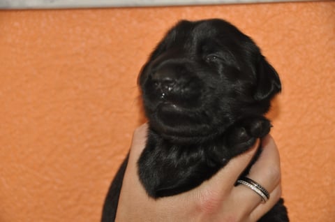 Herr Rot hat als erster die Augen geöffnet - Hallo Welt :-)