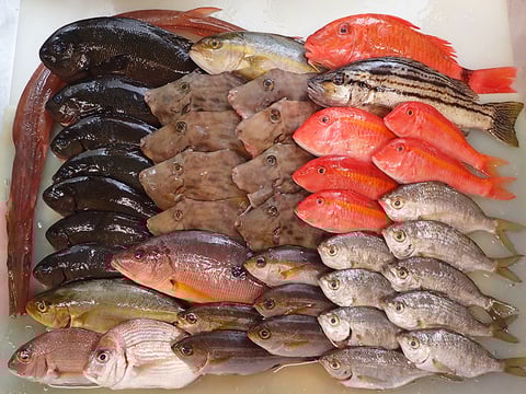 出前館　寿司　デリバリー