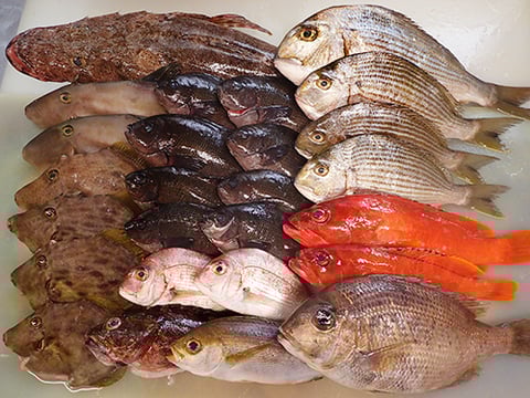 寿司　中央区　デリバリー