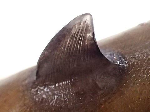 テングハギのカッター