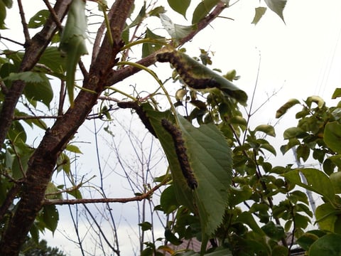 モンクロシャチホコ【庭匠（にわしょう）】造園・外構・エクステリア－奈良県北葛城郡広陵町