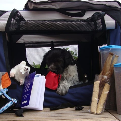 Latino, gut vorbereitet für den Umzug in sein neues Zuhause