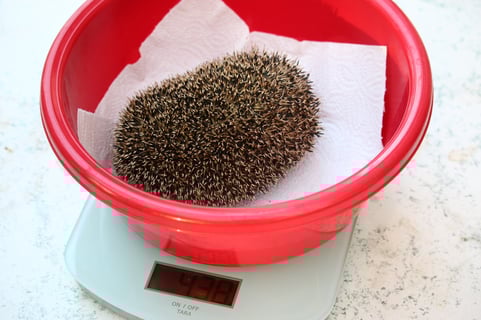 Igel auf Waage  Foto: Peter Bria