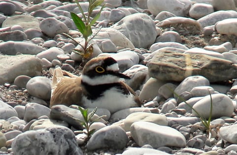 Brütender Flussregenpfeifer auf der Kiesinsel in Bad Tölz, Foto: Martin Held, 8.6.2017