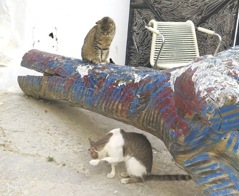 昼下がりの猫たち