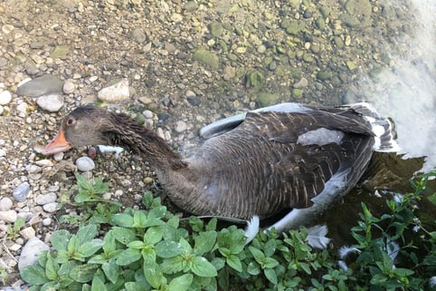 Tote Graugans (Foto: Karin Haas)