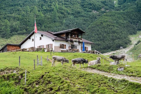 Halleranger Alm mit Kühen im Vordergrund