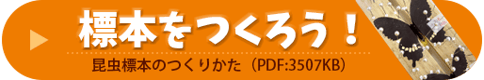 昆虫標本のつくりかた　PDFダウンロード