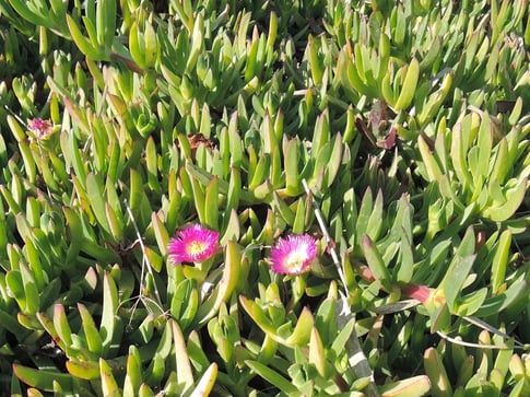 Ingrid Sparbier guide du pays cathare - visites de villes, de sites, randonnées pédestres