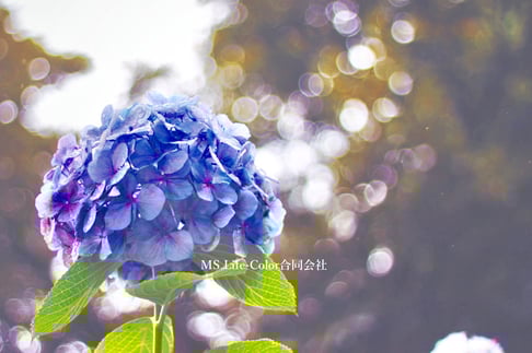 紫陽花を好む女性心理「加齢・感情」を受け止める癒しのカラーグラデーション