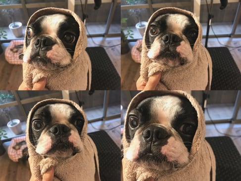 DOG SALON SEALY　ドッグサロンシーリー　表参道　南青山　外苑前　神宮前　トリミングサロン　射手今日子　イデキョウコ　トイプードル