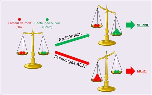 L'équilibre VIE/MORT