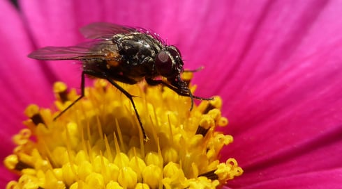Programm-Modus "P", Makro, Weitwinkel, kein Zoom, zugeschnitten, nicht nachbearbeitet