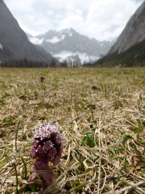 Programm-Modus "P", Makromodus mit Spotmessung
