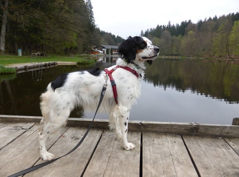 Programm-Modus "P", Makro-Modus (Touch-AF auf den Hund)