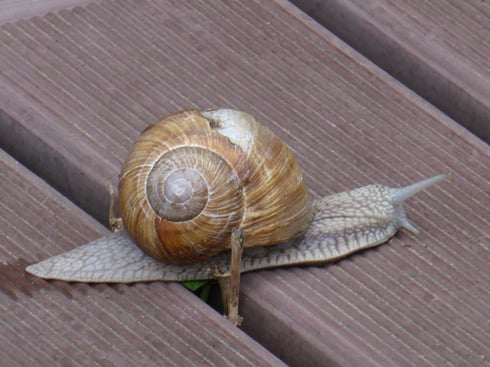 Programm-Modus "P", Tele-Makro, nahezu voller Zoom