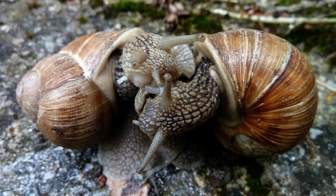 Weinbergschnecken beim Liebesspiel, bei dem unter anderem auch "Liebespfeile" verschossen werden!