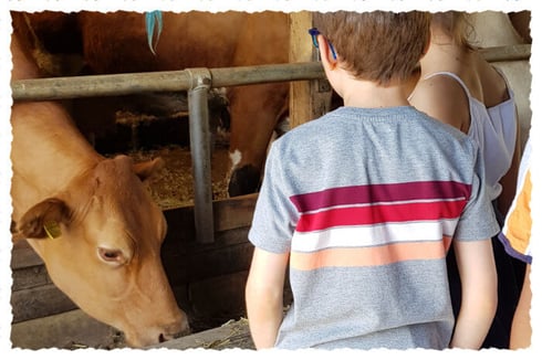 Kinder beobachten die Mutterkühe