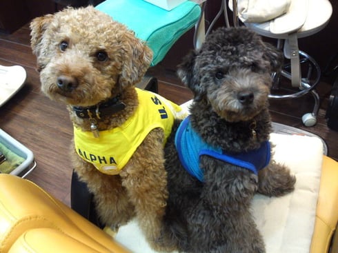 うちのワンコロ