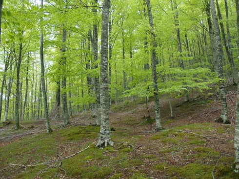 Hayedo sin sotobosque