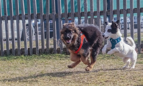 Welpenkurs Wien