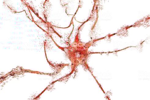 Apoptose d'un neurone
