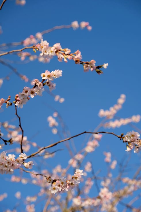 dieartigeGARTEN // Januar, Wintergarten - rosea 'Winterkirsche' + blauer Himmel