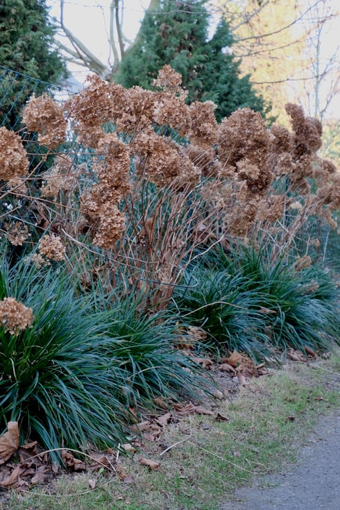 dieartigeGARTEN // Januar, Wintergarten - Ballhortensien + immergrüne Segge