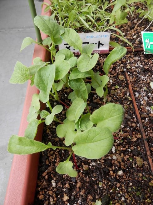 ダイちん（二十日大根）