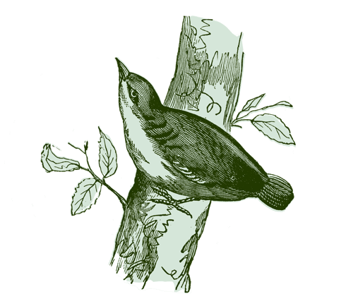 Das bäumige Projekt - Nachhaltigkeit