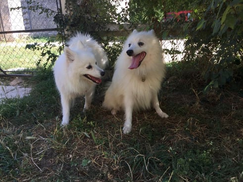 Roméo avec Plumette