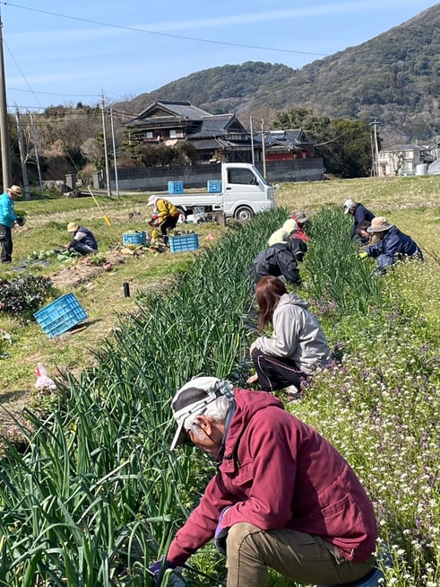 玉ねぎは４月か、５月に収穫です。草刈りをしておきます
