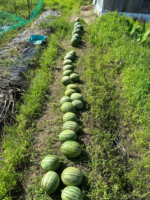 こんなに収穫出来ました！