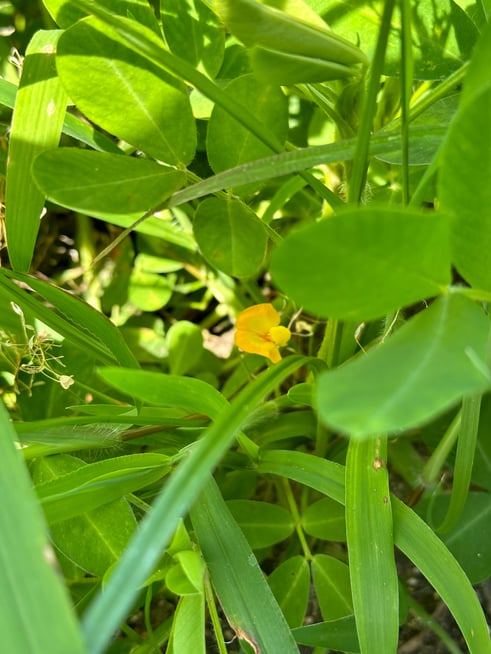 落花生が花をつけていました。秋の収穫か楽しみです。