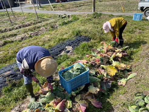 枯れたキャベツの葉を取り除きます